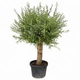 Maslin European Arbequina Aclimatizat cu trunchi extra gros, rezistent iarna, vesnic verde, fructifer, usor de ingrijit, efect mediteranean, 170 cm