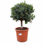 Maslin European Arbequina Bonsai, 110 cm, Aclimatizat, rezistent iarna, vesnic verde, fructifer, usor de ingrijit, efect mediteranean
