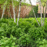 Feriga Uriasa Pana Strutului (Matteuccia Struthiopteris), feriga ornamentala pentru umbra