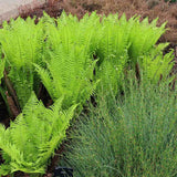 Feriga Uriasa Pana Strutului (Matteuccia Struthiopteris), feriga ornamentala pentru umbra