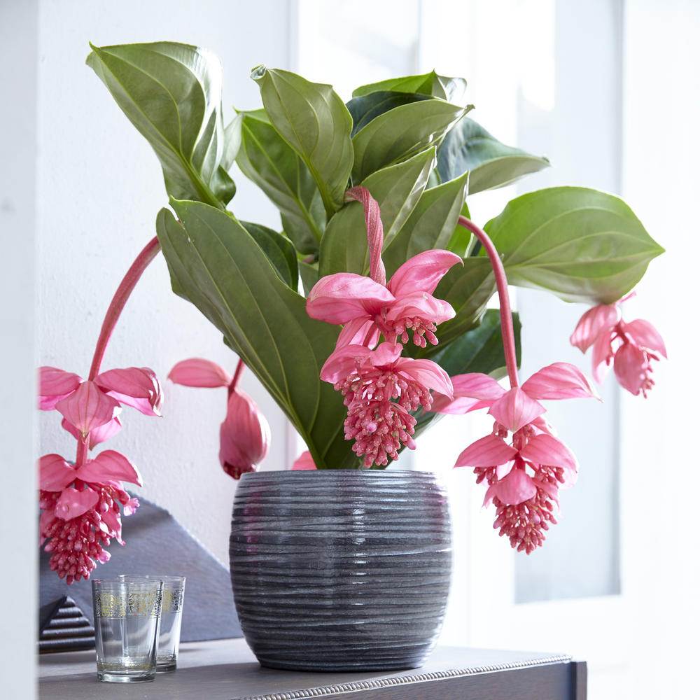Floarea Regelui Medinilla Flamenco, flori roz spectaculoase, planta tropicala exotica, decor luxuriant pentru casa si interior - 40 cm