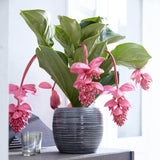 Floarea Regelui Medinilla Flamenco, flori roz spectaculoase, planta tropicala exotica, decor luxuriant pentru casa si interior - 40 cm