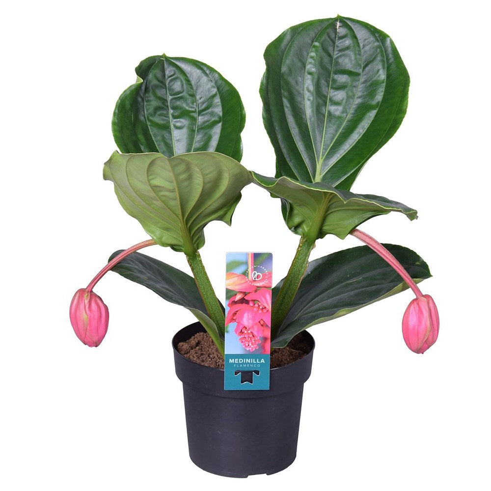 Floarea Regelui Medinilla Flamenco, flori roz spectaculoase, planta tropicala exotica, decor luxuriant pentru casa si interior - 40 cm