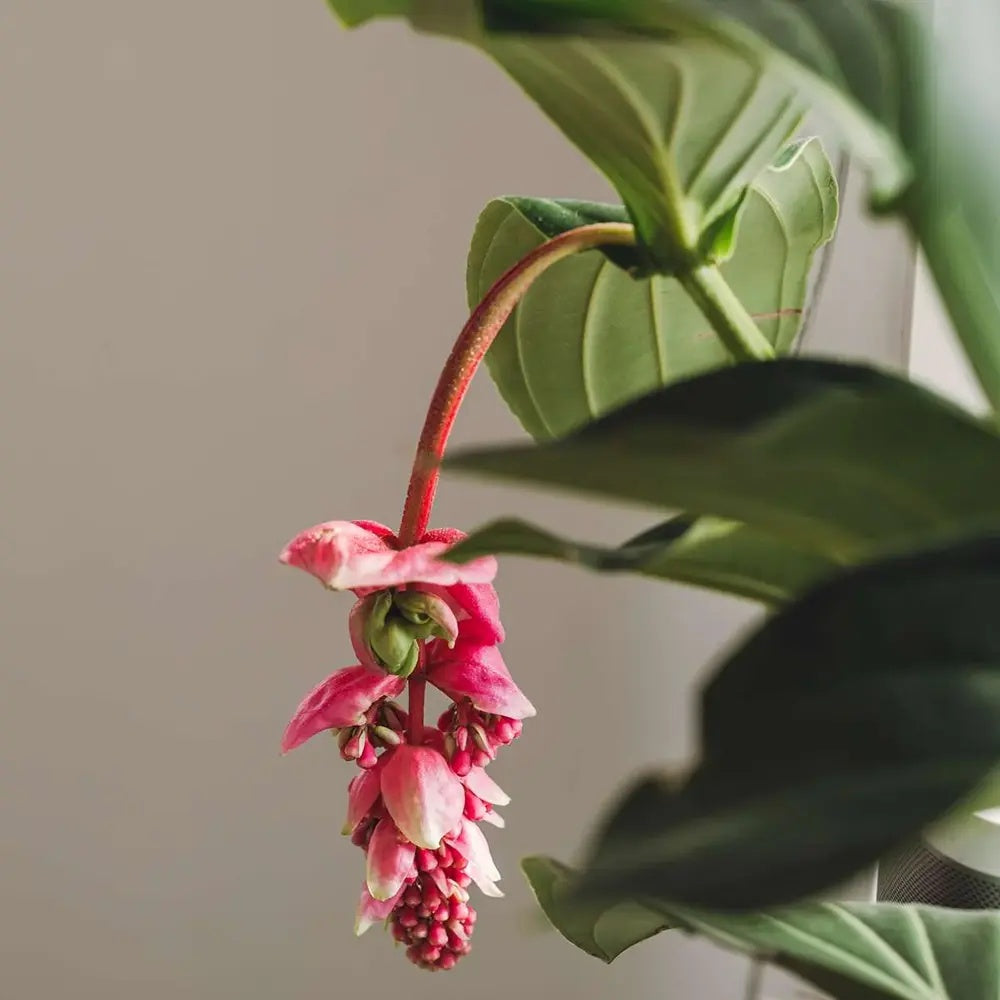 Floarea Regelui Medinilla Flamenco, flori roz spectaculoase, planta tropicala exotica, decor luxuriant pentru casa si interior - 40 cm