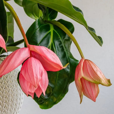 Floarea Regelui Medinilla Flamenco, flori roz spectaculoase, planta tropicala exotica, decor luxuriant pentru casa si interior - 40 cm