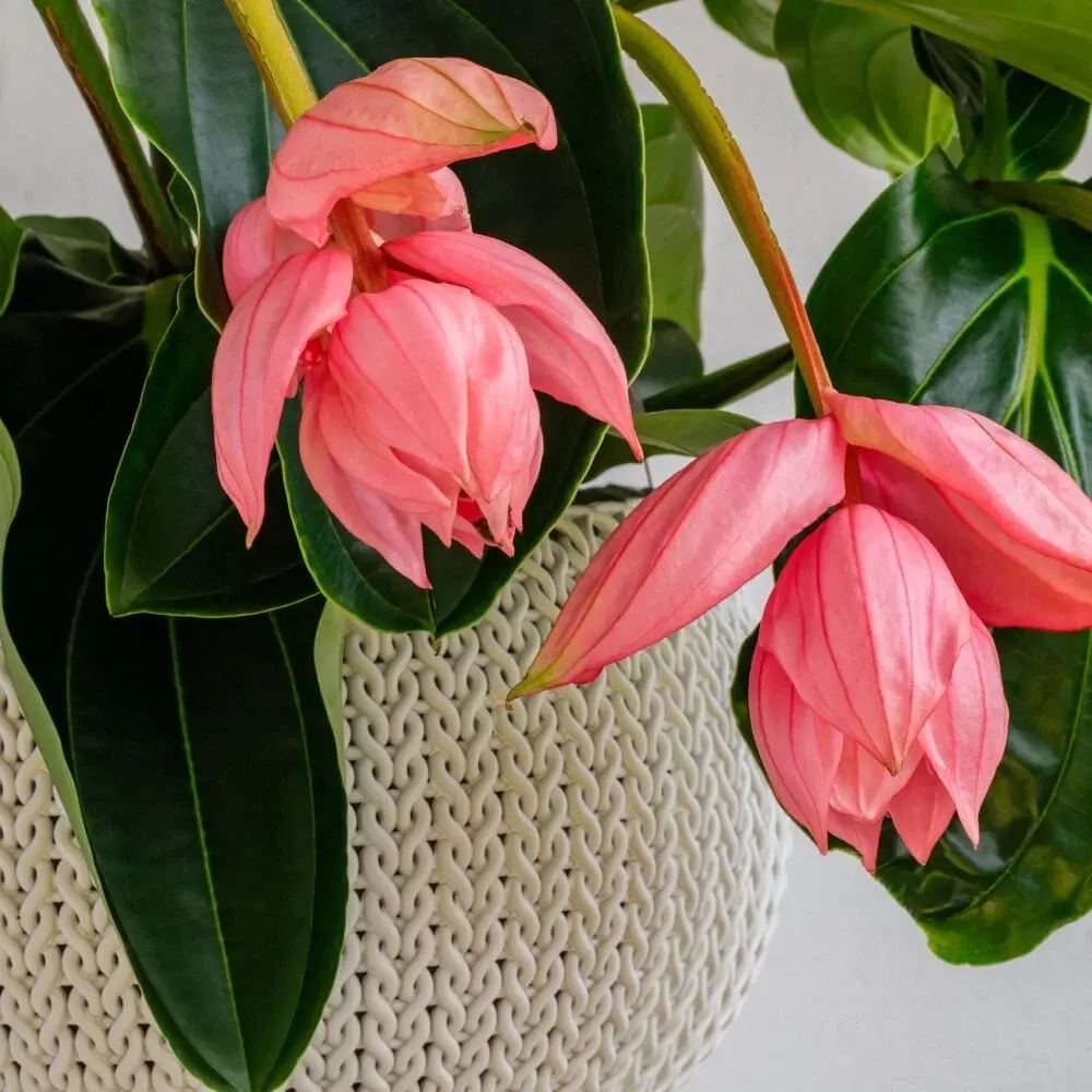 Floarea Regelui Medinilla Flamenco, flori roz spectaculoase, planta tropicala exotica, decor luxuriant pentru casa si interior - 40 cm