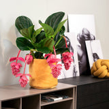 Floarea Regelui Medinilla Magnifica, flori roz pal spectaculoase, planta tropicala exotica, decor luxuriant pentru casa si interior - 70 cm