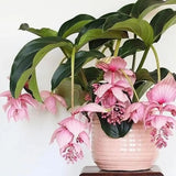 Floarea Regelui Medinilla Piccolini Candy, 30 cm, flori purpurii spectaculoase, planta tropicala exotica, decor luxuriant pentru casa si interior