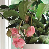 Floarea Regelui Medinilla Piccolini Candy, 30 cm, flori purpurii spectaculoase, planta tropicala exotica, decor luxuriant pentru casa si interior