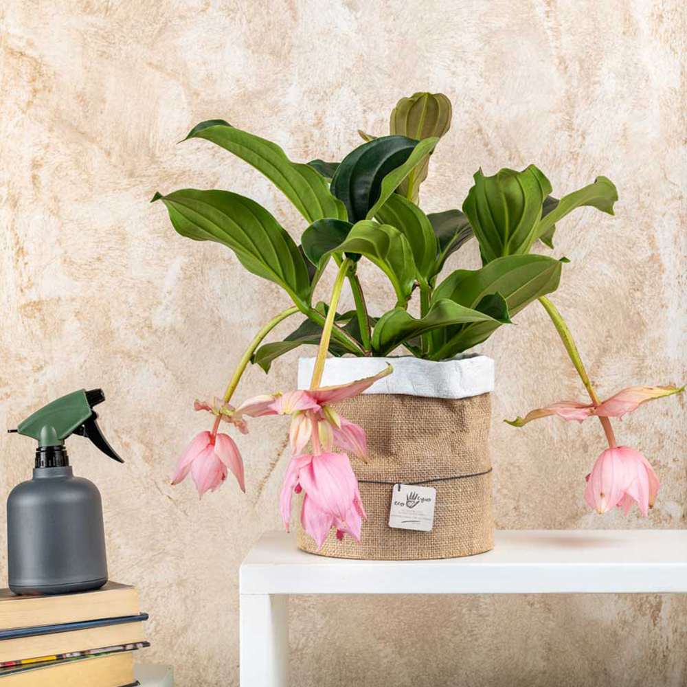 Floarea Regelui Medinilla Piccolini Candy, 30 cm, flori purpurii spectaculoase, planta tropicala exotica, decor luxuriant pentru casa si interior
