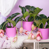 Floarea Regelui Medinilla Piccolini Candy, 30 cm, flori purpurii spectaculoase, planta tropicala exotica, decor luxuriant pentru casa si interior