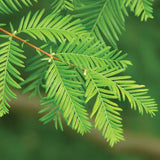 Arborele Sequoia Metasequoia Glyptostroboides