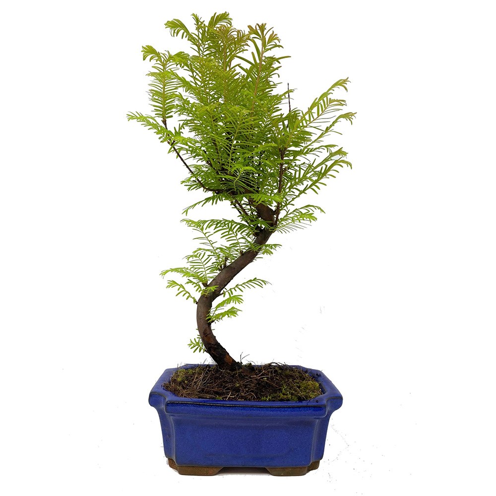 Aranjament Bonsai cu Metasequoia, bonsai mini copac, frunze verzi decorative, cadou perfect