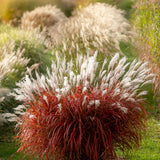 Iarba elefantului (Miscanthus) Lady in Red, frunzis rosie ornamentala toamna, spice florare