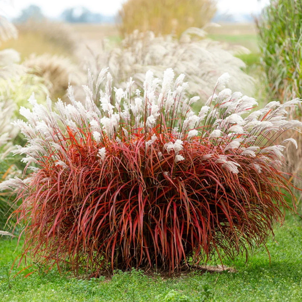 Iarba elefantului (Miscanthus) Lady in Red, frunzis rosie ornamentala toamna, spice florare