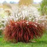 Iarba elefantului (Miscanthus) Lady in Red, frunzis rosie ornamentala toamna, spice florare