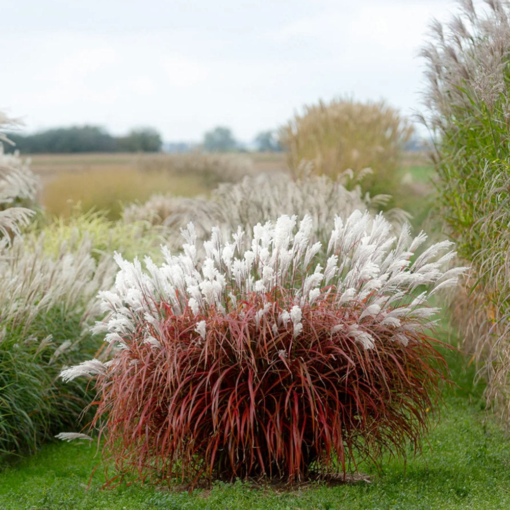 Iarba elefantului (Miscanthus) Lady in Red, frunzis rosie ornamentala toamna, spice florare