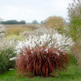 Iarba elefantului (Miscanthus) Lady in Red, frunzis rosie ornamentala toamna, spice florare