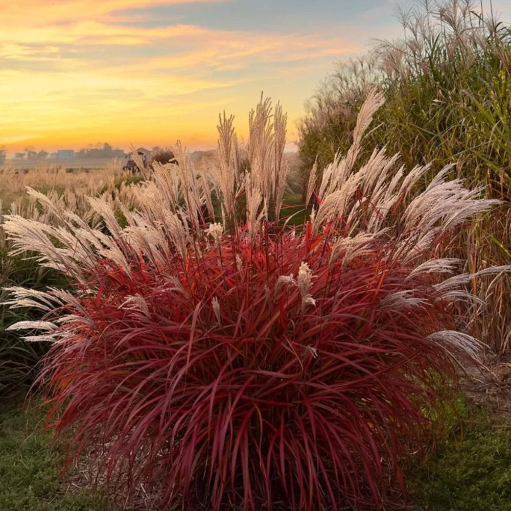 Iarba elefantului (Miscanthus) Lady in Red, frunzis rosie ornamentala toamna, spice florare