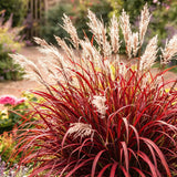 Iarba elefantului (Miscanthus) Lady in Red, frunzis rosie ornamentala toamna, spice florare
