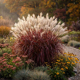 Iarba elefantului (Miscanthus) Lady in Red, frunzis rosie ornamentala toamna, spice florare