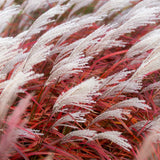 Iarba elefantului (Miscanthus) Lady in Red, frunzis rosie ornamentala toamna, spice florare