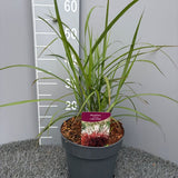 Iarba elefantului (Miscanthus) Lady in Red, frunzis rosie ornamentala toamna, spice florare