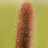 Iarba Elefantului (Miscanthus Sinensis) Red Chief, iarba ornamentala cu spice rosiatice si frunzis elegant pentru gradini moderne, crestere rapida