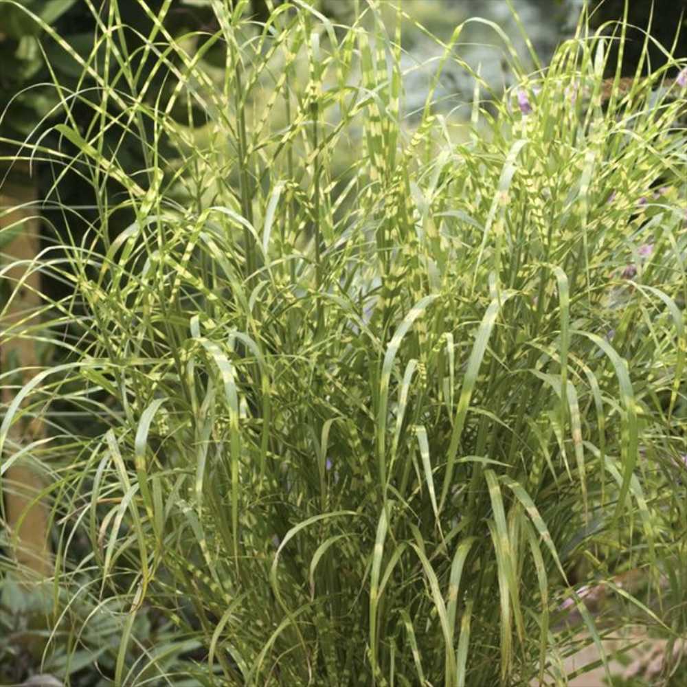 Iarba Elefantului (Miscanthus Sinensis) Little Zebra, iarba ornamentala pitica cu frunzis dungat si spice rozalii, crestere rapida