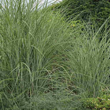 Iarba Elefantului (Miscanthus Sinensis) Morning Light, iarba ornamentala eleganta cu frunzis fin si reflexii argintii, crestere rapida