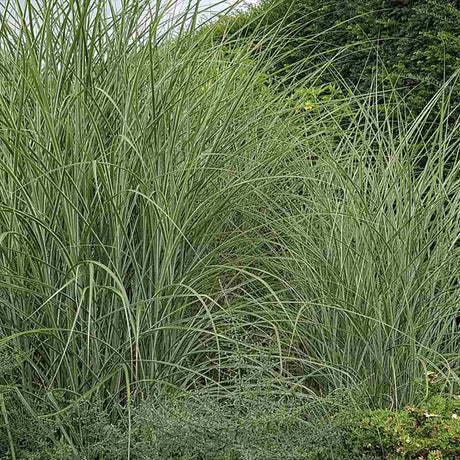 Iarba Elefantului (Miscanthus Sinensis) Morning Light, iarba ornamentala eleganta cu frunzis fin si reflexii argintii, crestere rapida