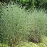 Iarba Elefantului (Miscanthus Sinensis) Morning Light, iarba ornamentala eleganta cu frunzis fin si reflexii argintii, crestere rapida