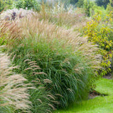 Iarba Elefantului (Miscanthus Sinensis) Adagio, iarba ornamentala pitica, compacta cu spice argintii si frunzis elegant, crestere rapida