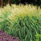 Iarba Elefantului (Miscanthus Sinensis) Adagio, iarba ornamentala pitica, compacta cu spice argintii si frunzis elegant, crestere rapida