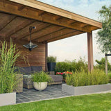 Iarba Elefantului (Miscanthus Sinensis) Golden Breeze, iarba ornamentala cu frunzis auriu si spice elegante, crestere rapida