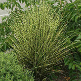 Iarba Elefantului (Miscanthus Sinensis) Golden Breeze, iarba ornamentala cu frunzis auriu si spice elegante, crestere rapida