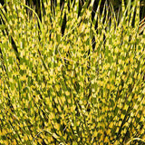 Iarba Elefantului (Miscanthus Sinensis) Golden Breeze, iarba ornamentala cu frunzis auriu si spice elegante, crestere rapida