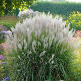 Iarba Elefantului (Miscanthus Sinensis) Kleine Silberspinne, iarba ornamentala pitica si compacta cu spice argintii elegante, crestere rapida