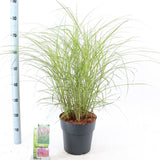 Iarba Elefantului (Miscanthus Sinensis) Red Chief, iarba ornamentala cu spice rosiatice si frunzis elegant pentru gradini moderne, crestere rapida