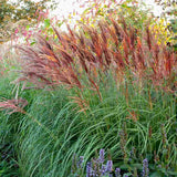 Iarba Elefantului (Miscanthus Sinensis) Red Chief, iarba ornamentala cu spice rosiatice si frunzis elegant pentru gradini moderne, crestere rapida