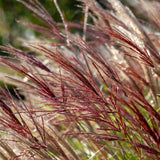 Iarba Elefantului (Miscanthus Sinensis) Red Chief, iarba ornamentala cu spice rosiatice si frunzis elegant pentru gradini moderne, crestere rapida