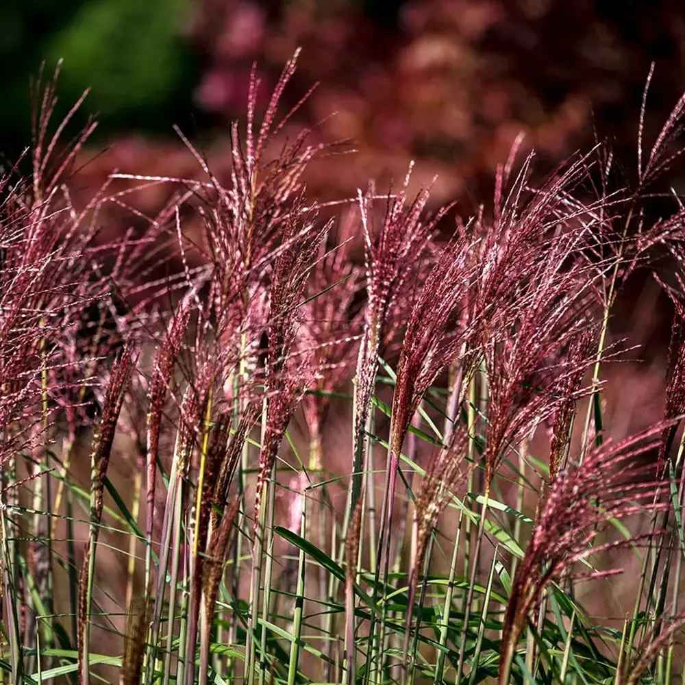 Iarba Elefantului (Miscanthus Sinensis) Red Chief, iarba ornamentala cu spice rosiatice si frunzis elegant pentru gradini moderne, crestere rapida