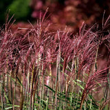 Iarba Elefantului (Miscanthus Sinensis) Red Chief, iarba ornamentala cu spice rosiatice si frunzis elegant pentru gradini moderne, crestere rapida