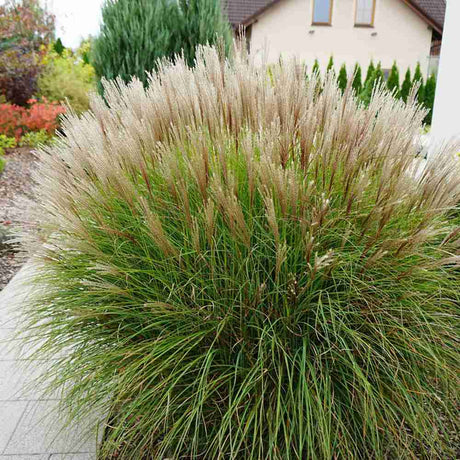 Iarba Elefantului (Miscanthus Sinensis) Yakushima Dwarf, iarba ornamentala pitica cu frunzis verde si spice argintii, crestere rapida