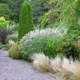 Iarba Elefantului (Miscanthus Sinensis) Yakushima Dwarf, iarba ornamentala pitica cu frunzis verde si spice argintii, crestere rapida