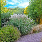 Iarba Elefantului (Miscanthus Sinensis) Yakushima Dwarf, iarba ornamentala pitica cu frunzis verde si spice argintii, crestere rapida