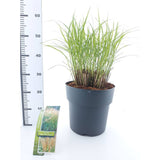 Iarba Elefantului (Miscanthus Sinensis) Yakushima Dwarf, iarba ornamentala pitica cu frunzis verde si spice argintii, crestere rapida