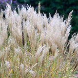 Iarba Elefantului (Miscanthus Sinensis) Yakushima Dwarf, iarba ornamentala pitica cu frunzis verde si spice argintii, crestere rapida