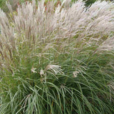 Iarba Elefantului (Miscanthus Sinensis) Yakushima Dwarf, iarba ornamentala pitica cu frunzis verde si spice argintii, crestere rapida