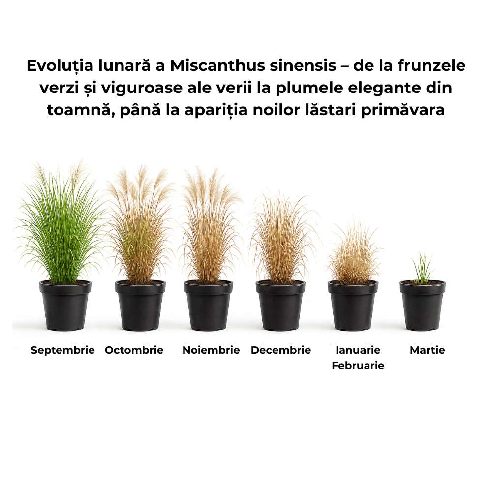 Iarba Elefantului (Miscanthus Sinensis) Adagio, iarba ornamentala pitica, compacta cu spice argintii si frunzis elegant, crestere rapida